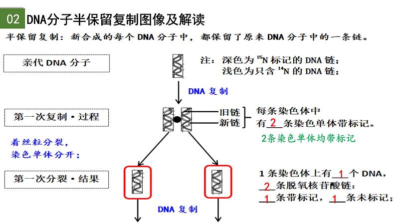 3.3 DNA的复制（第2课时）-2024-2025学年高一生物下学期精品课件（2019人教版必修2）第7页