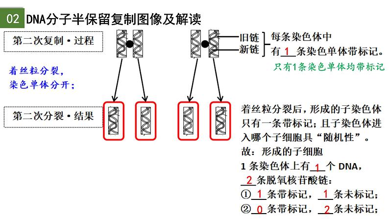 3.3 DNA的复制（第2课时）-2024-2025学年高一生物下学期精品课件（2019人教版必修2）第8页