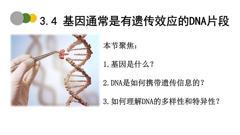 3.4 基因通常是有遗传效应的DNA片段-2024-2025学年高一生物下学期精品课件（2019人教版必修2）第1页