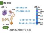3.4 基因通常是有遗传效应的DNA片段-2024-2025学年高一生物下学期精品课件（2019人教版必修2）