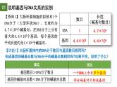 3.4 基因通常是有遗传效应的DNA片段-2024-2025学年高一生物下学期精品课件（2019人教版必修2）