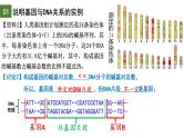 3.4 基因通常是有遗传效应的DNA片段-2024-2025学年高一生物下学期精品课件（2019人教版必修2）