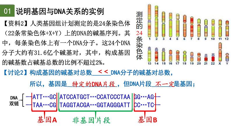 3.4 基因通常是有遗传效应的DNA片段-2024-2025学年高一生物下学期精品课件（2019人教版必修2）第4页