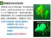 3.4 基因通常是有遗传效应的DNA片段-2024-2025学年高一生物下学期精品课件（2019人教版必修2）
