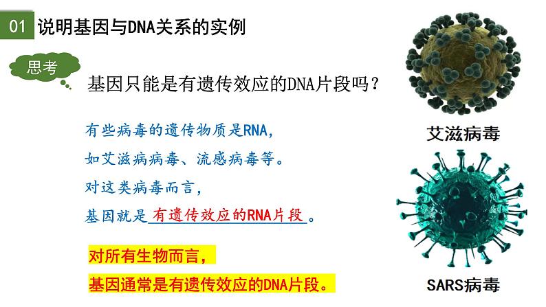 3.4 基因通常是有遗传效应的DNA片段-2024-2025学年高一生物下学期精品课件（2019人教版必修2）第7页