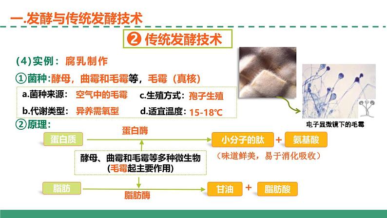 1.1 传统发酵技术的应用（教学课件）-2024-2025学年高二生物（人教版2019选择性必修3）第7页