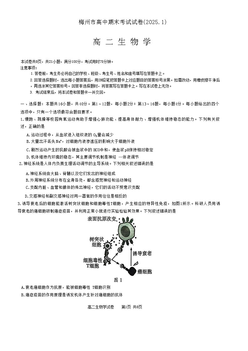 广东省梅州市2024-2025学年高二上学期期末考试生物试卷第1页