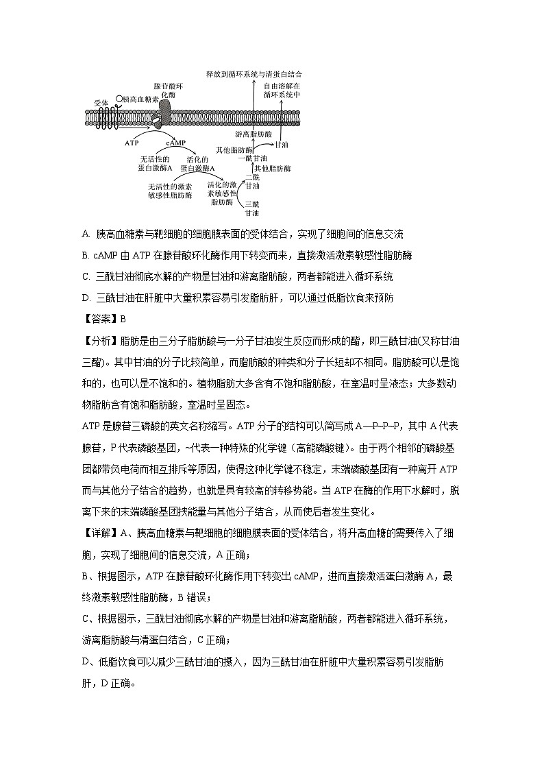 山西省长治市2024-2025学年高三上学期11月月考生物试卷（解析版）第2页