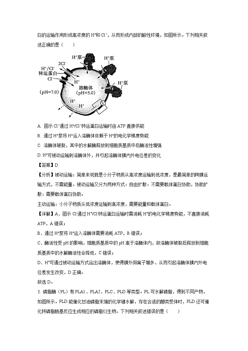 河南省创新发展联盟质量检测2024-2025学年高三上学期11月期中考试生物试卷（解析版）第2页