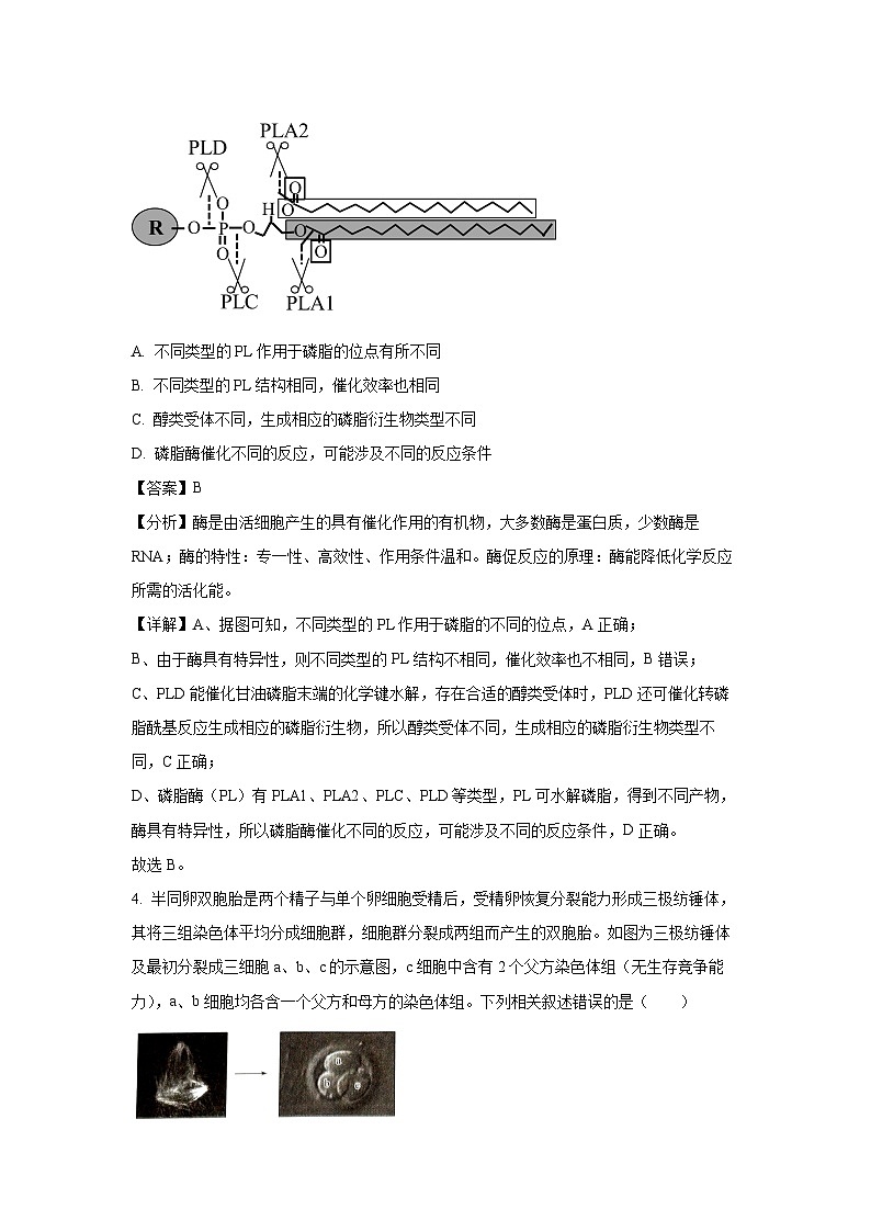 河南省创新发展联盟质量检测2024-2025学年高三上学期11月期中考试生物试卷（解析版）第3页