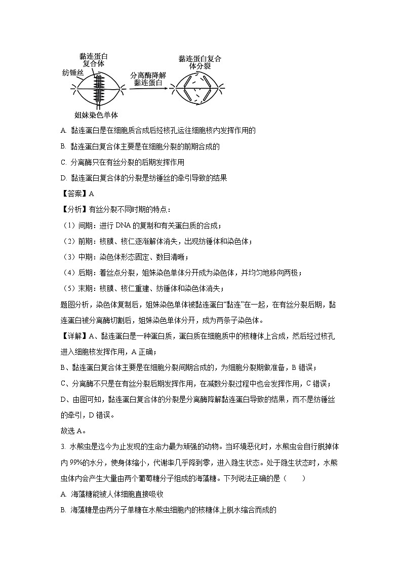 陕西省安康市2024-2025学年高三上学期第一次质量联考月考生物试卷（解析版）第2页