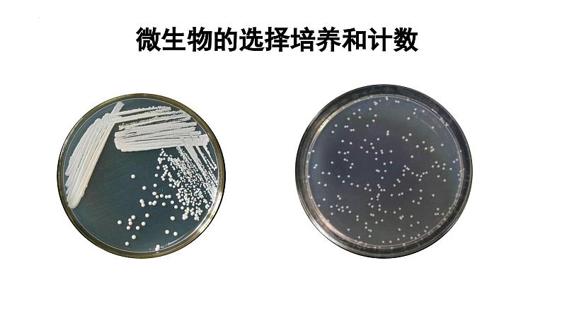 1.2.2微生物的培养技术及应用（第二课时）——微生物的选择培养和计数 课件（内嵌视频）第1页