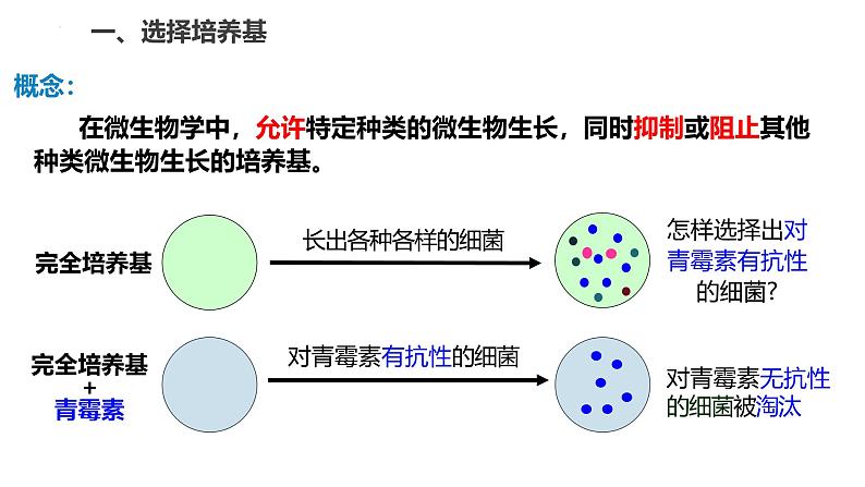 1.2.2微生物的培养技术及应用（第二课时）——微生物的选择培养和计数 课件（内嵌视频）第5页