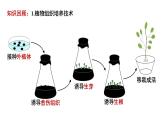 2.1.2植物细胞工程的应用 课件