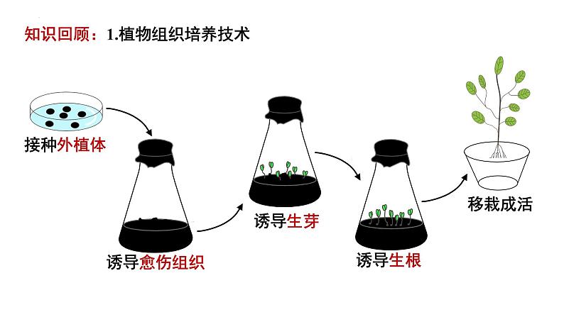 2.1.2植物细胞工程的应用 课件第3页