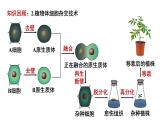 2.1.2植物细胞工程的应用 课件