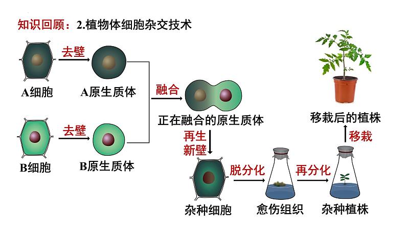 2.1.2植物细胞工程的应用 课件第4页