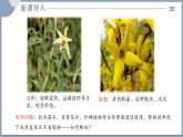 2.1.2植物细胞工程的应用 课件