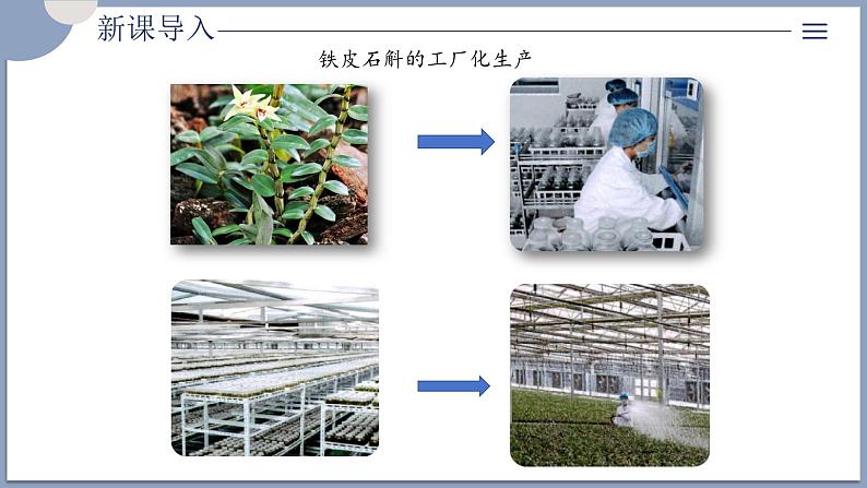 2.1.2植物细胞工程的应用 课件第6页