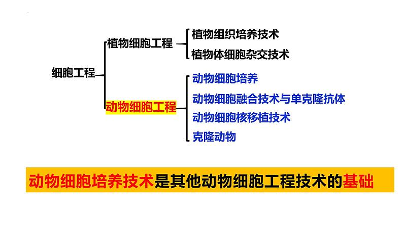 2.2.1动物细胞培养 课件（内嵌视频）第4页