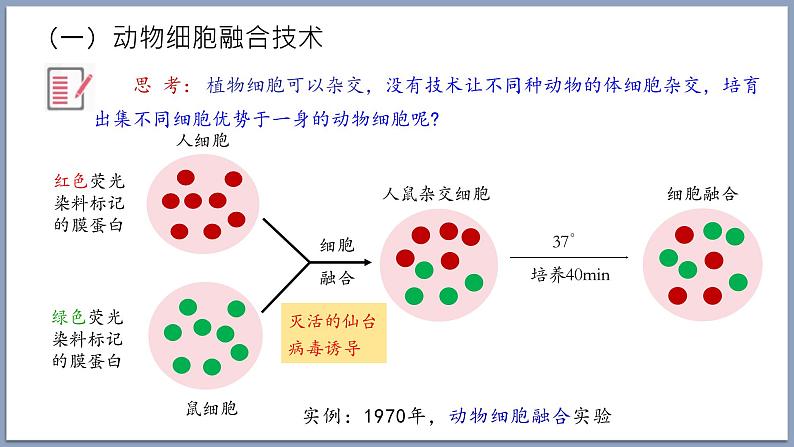 2.2.2动物细胞融合技术与单克隆抗体 课件（内嵌视频）第3页