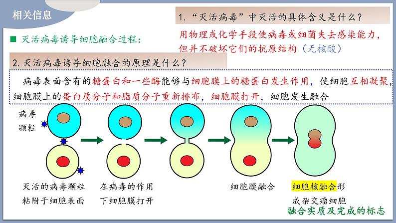 2.2.2动物细胞融合技术与单克隆抗体 课件（内嵌视频）第7页