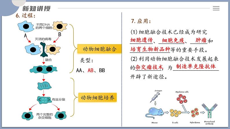 2.2.2动物细胞融合技术与单克隆抗体 课件（内嵌视频）第8页