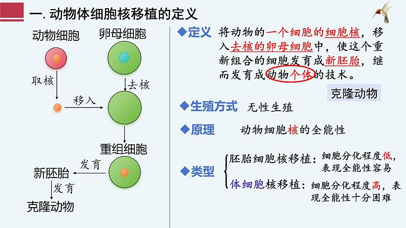 2.2.3动物体细胞核移植技术和克隆动物 课件（内嵌视频）第4页