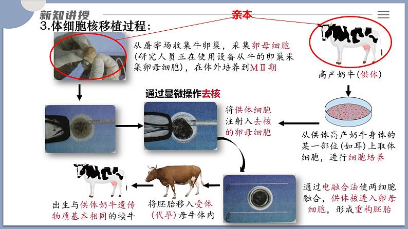 2.2.3动物体细胞核移植技术和克隆动物 课件（内嵌视频）第7页