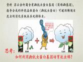3.1第三章第一节  重组DNA技术的基本工具 课件（内嵌视频）