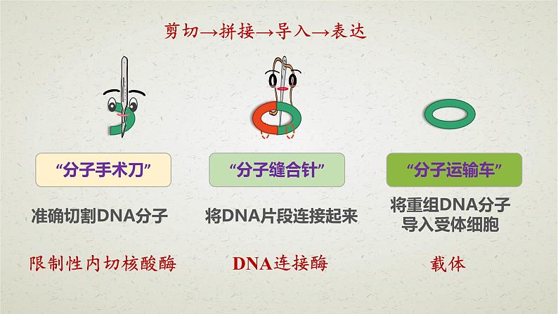 3.1第三章第一节  重组DNA技术的基本工具 课件（内嵌视频）第6页