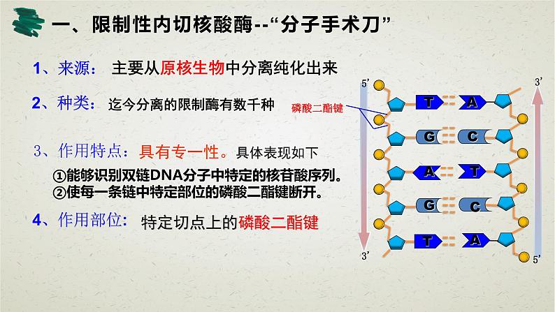 3.1第三章第一节  重组DNA技术的基本工具 课件（内嵌视频）第7页