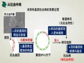 3.2第三章第二节  基因工程的基本操作程序 课件（内嵌视频）
