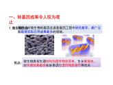 4.1转基因产品的安全性 课件