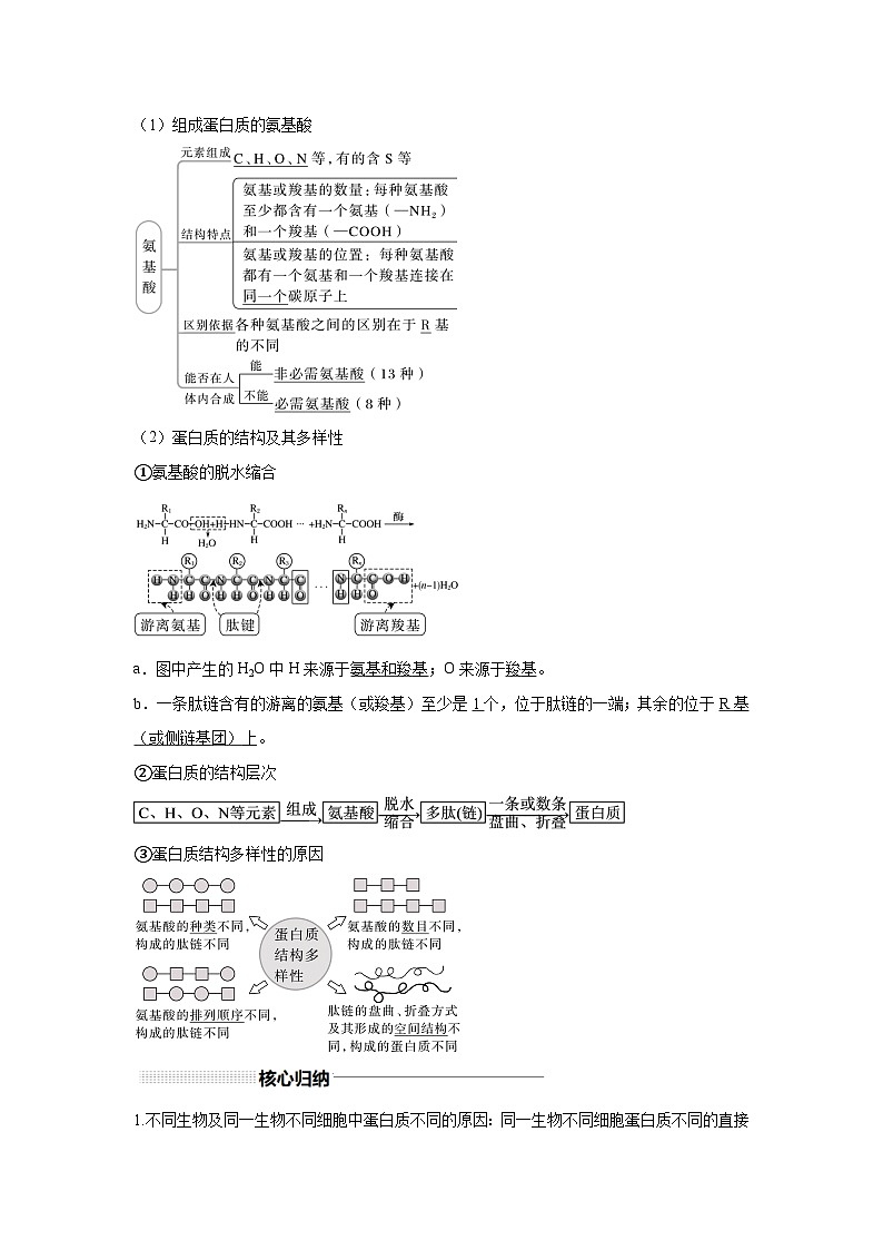 高中生物一轮复习讲练第3讲蛋白质和核酸含解析答案第2页