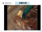 4.2關(guān)注生殖性克隆人 課件（內(nèi)嵌視頻）
