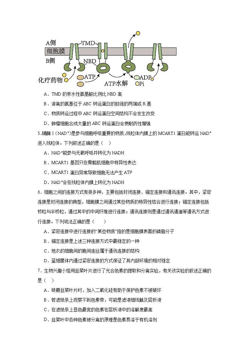 海南省创新中学协作校2024-2025学年高三上学期12月月考 生物试题（含解析）第2页