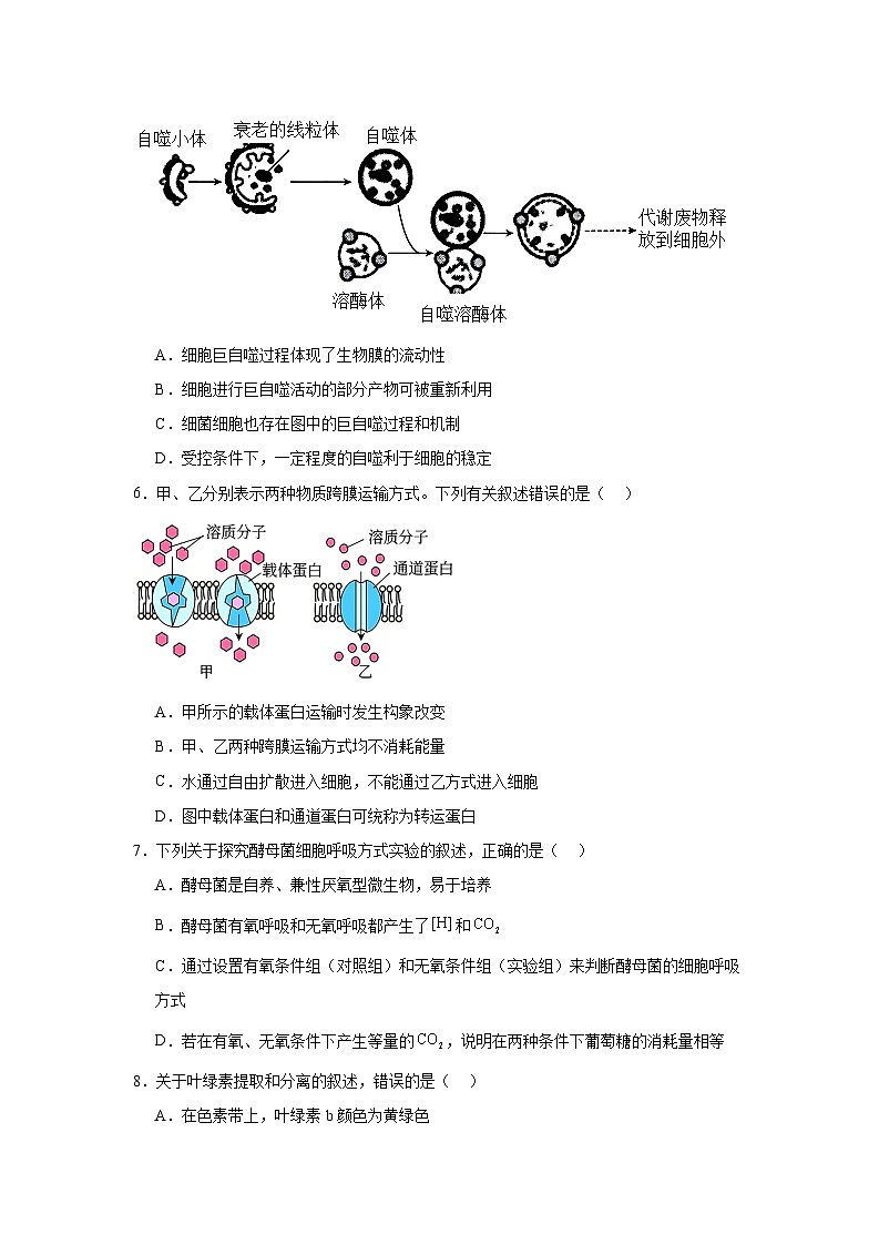 海南省海口黄冈金盘学校2024-2025学年高三上学期12月月考 生物试卷（含解析）第2页