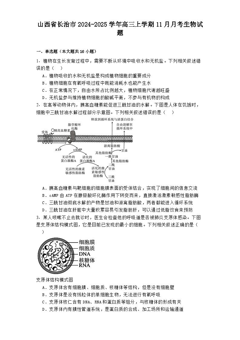 山西省长治市2024-2025学年高三上学期11月月考 生物试题（含解析）第1页