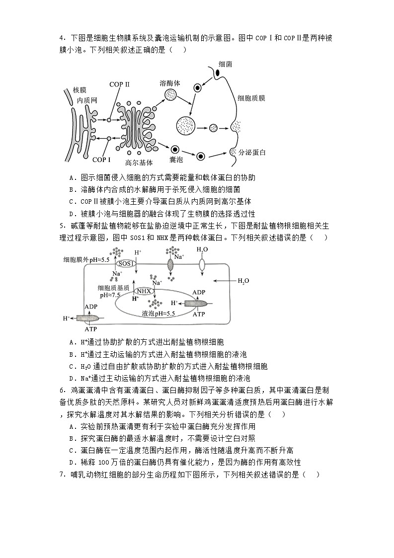 山西省长治市2024-2025学年高三上学期11月月考 生物试题（含解析）第2页