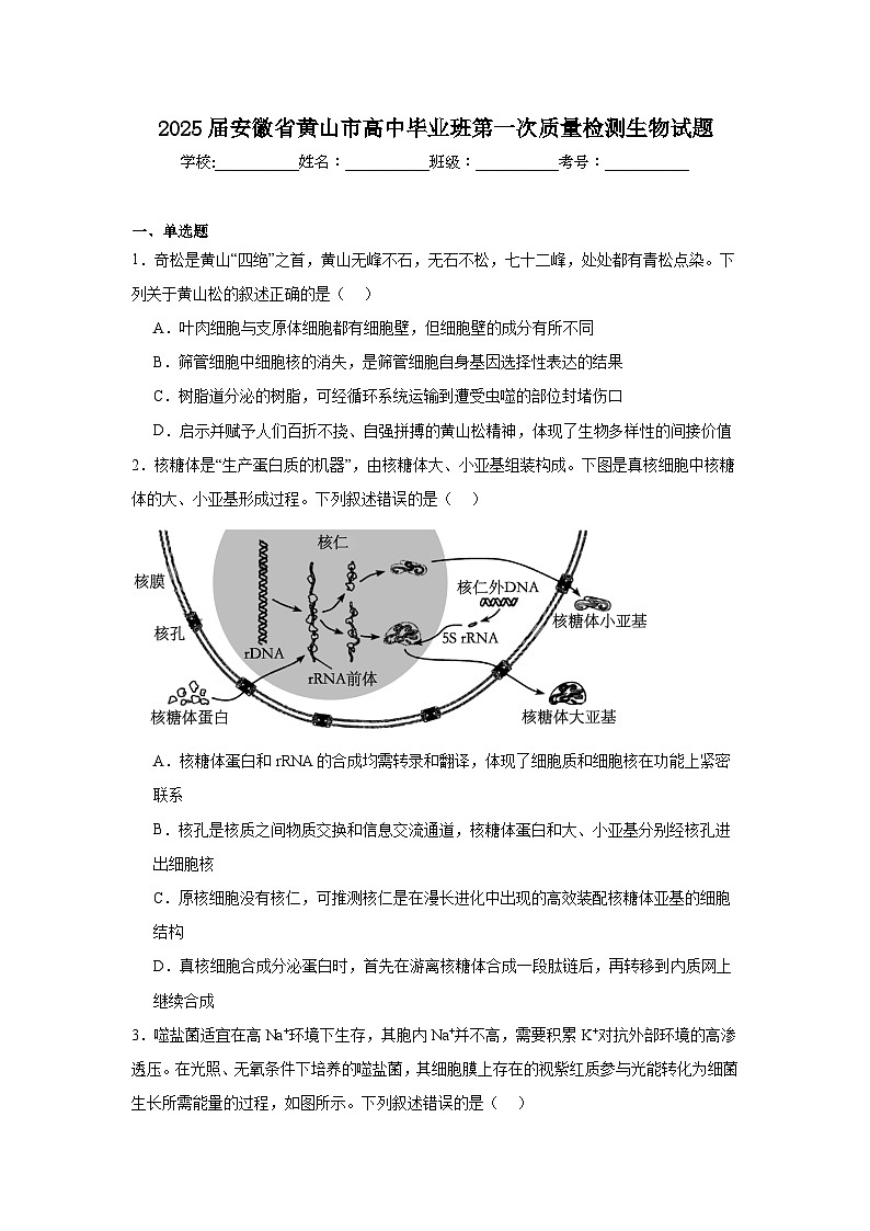 2025届安徽省黄山市高中毕业班第一次质量检测生物试题第1页