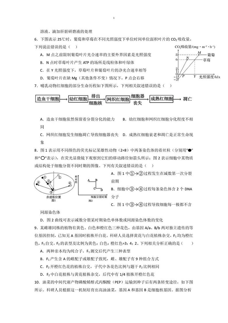 2024～2025学年甘肃省白银市第八中学高三上1月月考卷生物试卷(含答案)第2页