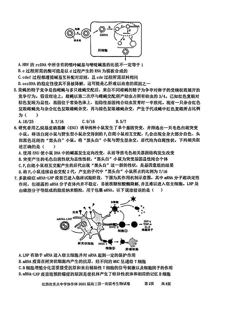 生物-江西省重点中学协作体2024-2025学年高三下学期2月月考第2页
