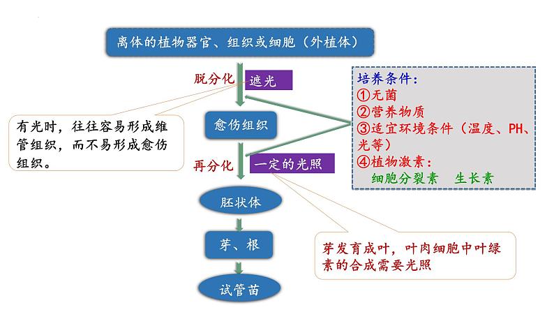 第51讲 植物细胞工程-备战2025年高考生物一轮复习精品课件（新高考通用）第8页