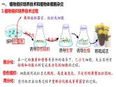 第51讲 植物细胞工程-备战2025年高考生物一轮复习精品课件（新高考通用）