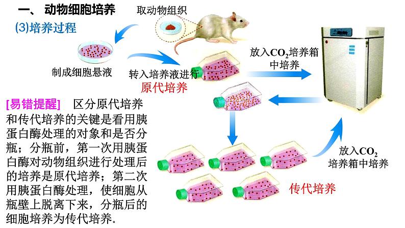 第52讲 动物细胞工程-备战2025年高考生物一轮复习精品课件（新高考通用）第7页