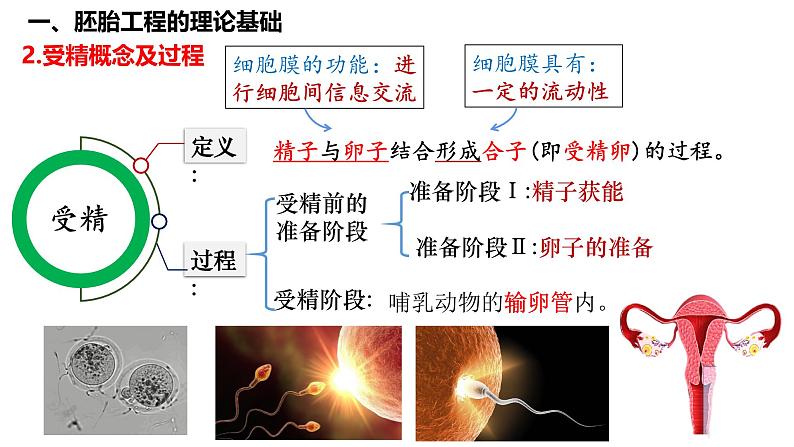 第53讲 胚胎工程-备战2025年高考生物一轮复习精品课件（新高考通用）第5页