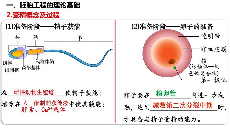 第53讲 胚胎工程-备战2025年高考生物一轮复习精品课件（新高考通用）第6页