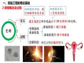 第53讲 胚胎工程-备战2025年高考生物一轮复习精品课件（新高考通用）