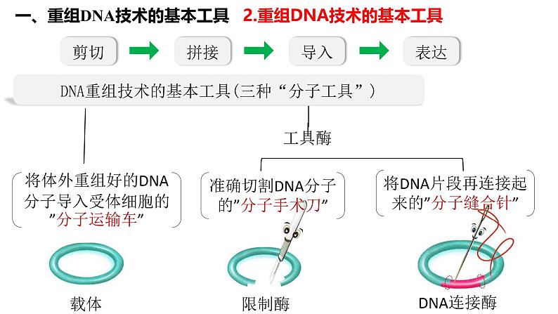 第54讲 基因工程-备战2025年高考生物一轮复习精品课件（新高考通用）第4页